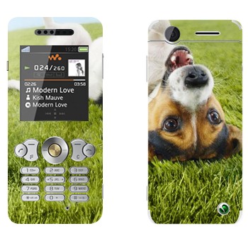   «   »   Sony Ericsson W302