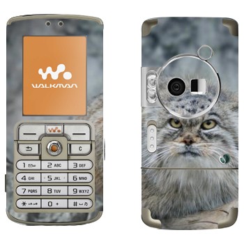   «»   Sony Ericsson W700