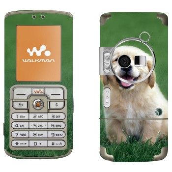   «  »   Sony Ericsson W700