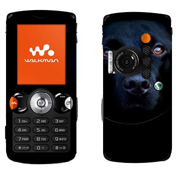   « »   Sony Ericsson W810i