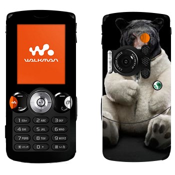   «    »   Sony Ericsson W810i