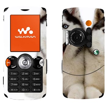   « »   Sony Ericsson W810i