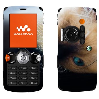   « »   Sony Ericsson W810i