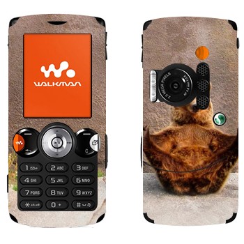   «  »   Sony Ericsson W810i