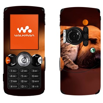   «  »   Sony Ericsson W810i