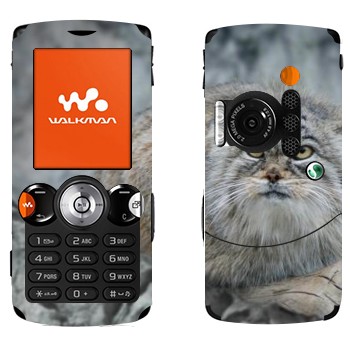   «»   Sony Ericsson W810i