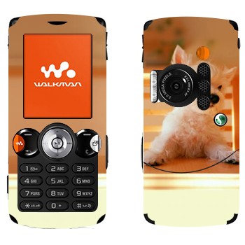   «  »   Sony Ericsson W810i