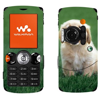   «  »   Sony Ericsson W810i